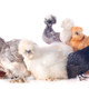 Illustration for article titled Last Call: Oh man look at these beautiful chickens
